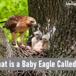 What is a Baby Eagle Called